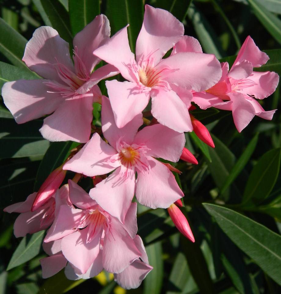 Image of Nerium oleander specimen.