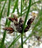 Bolboschoenus maritimus