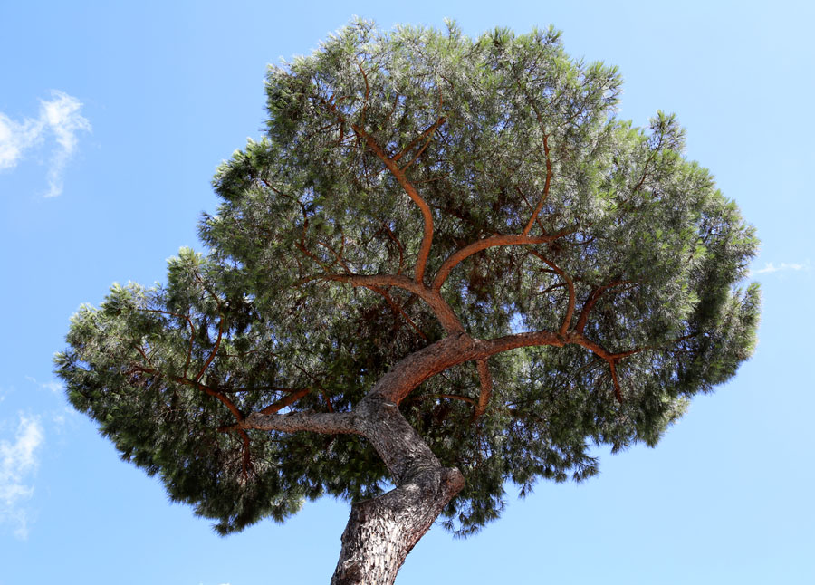 Image of Pinus pinea specimen.