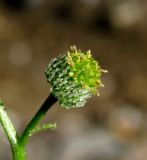 Dichrocephala integrifolia