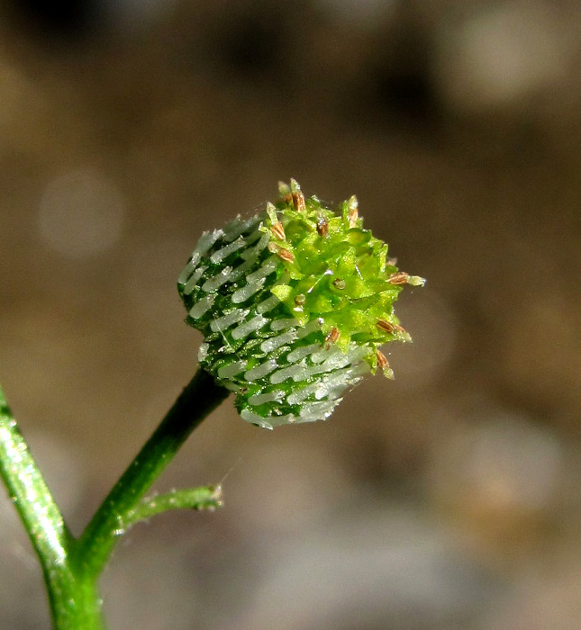 Image of Dichrocephala integrifolia specimen.