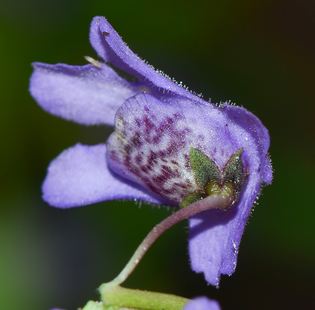 Image of Angelonia angustifolia specimen.