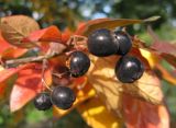 Cotoneaster lucidus. Зрелые плоды и листья в осенней раскраске. Санкт-Петербург, 25 сентября 2008 г.