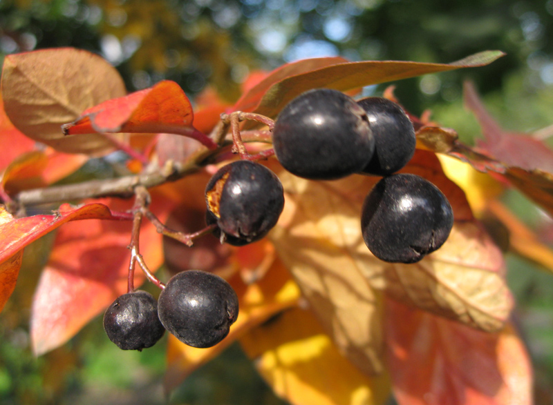 Изображение особи Cotoneaster lucidus.