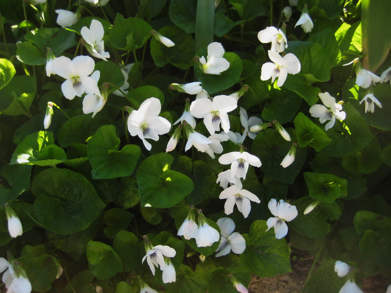 Image of Viola sororia specimen.