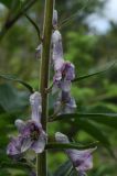 Aconitum leucostomum
