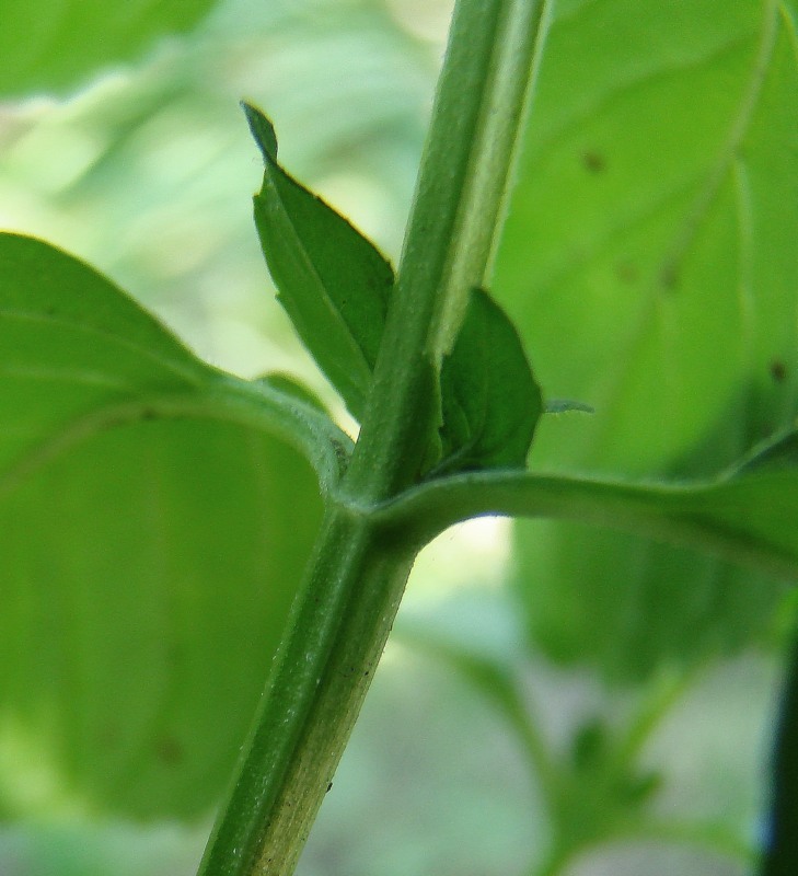 Image of Mentha arvensis specimen.