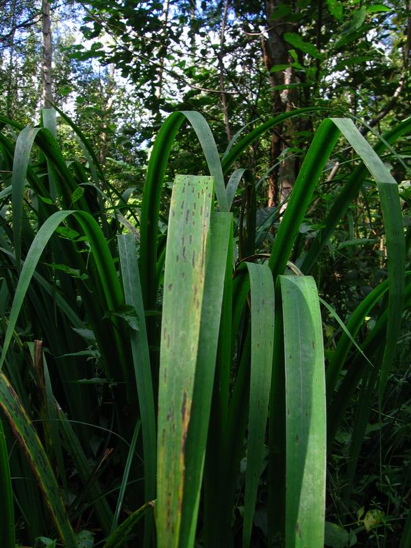 Изображение особи Iris pseudacorus.