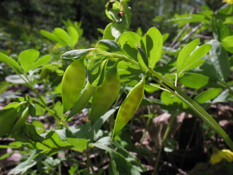 Изображение особи Corydalis intermedia.