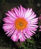 Symphyotrichum novae-angliae. Соцветие. Томская обл., г. Томск, в культуре. 14.09.2009.