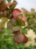Image of taxon representative. Author is Илья Турбанов