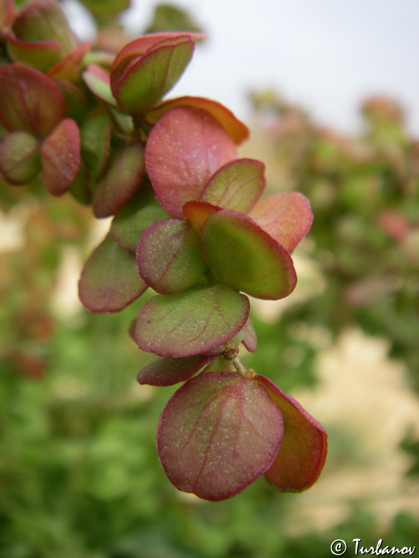 Изображение особи Atriplex aucheri.