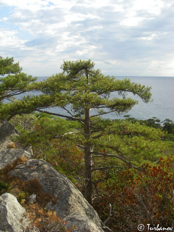 Изображение особи Pinus pallasiana.