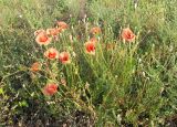 Papaver rhoeas. Цветущее растение на залежи. Крым, Присивашье, конец июня.