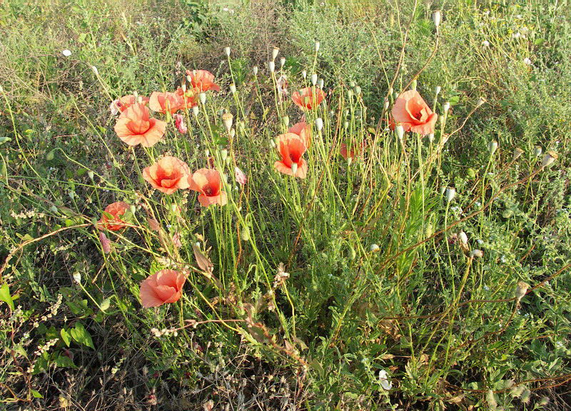 Изображение особи Papaver rhoeas.