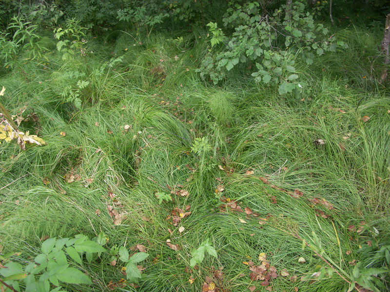 Image of Carex brizoides specimen.