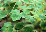 Thalictrum minus