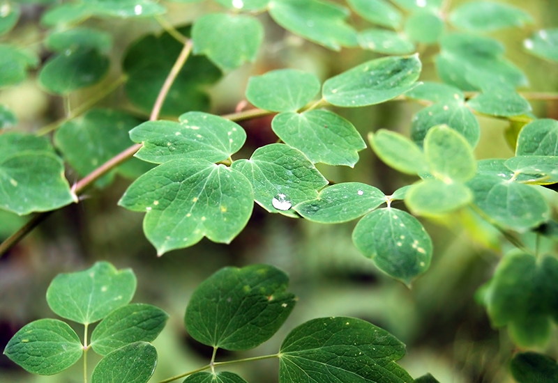 Изображение особи Thalictrum minus.