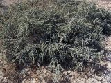 семейство Chenopodiaceae. Плодоносящее растение. Южный Казахстан, полупустыня на правобережье Сырдарьи севернее устья Арыси. 27.08.2005.