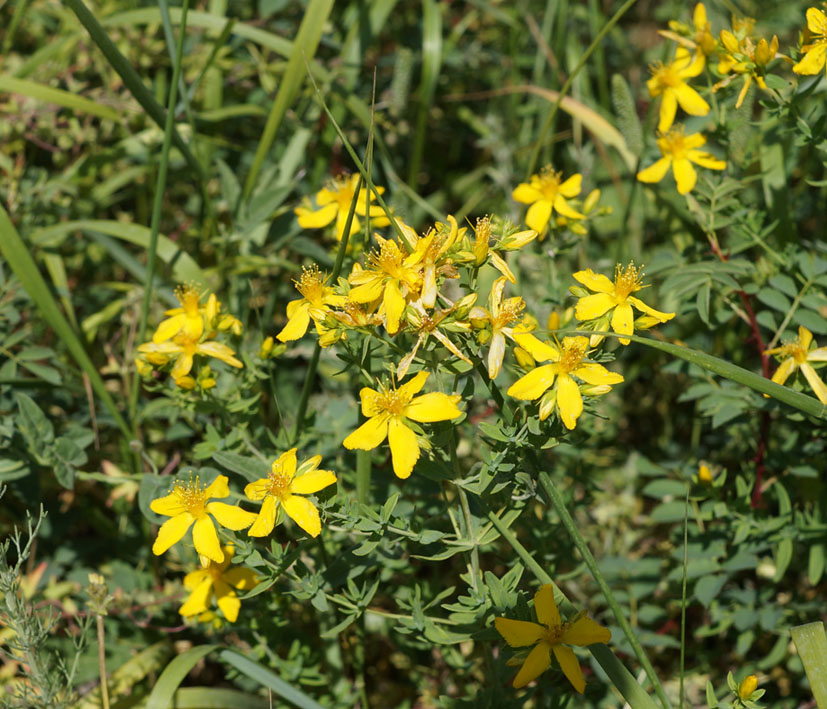 Image of Hypericum perforatum specimen.