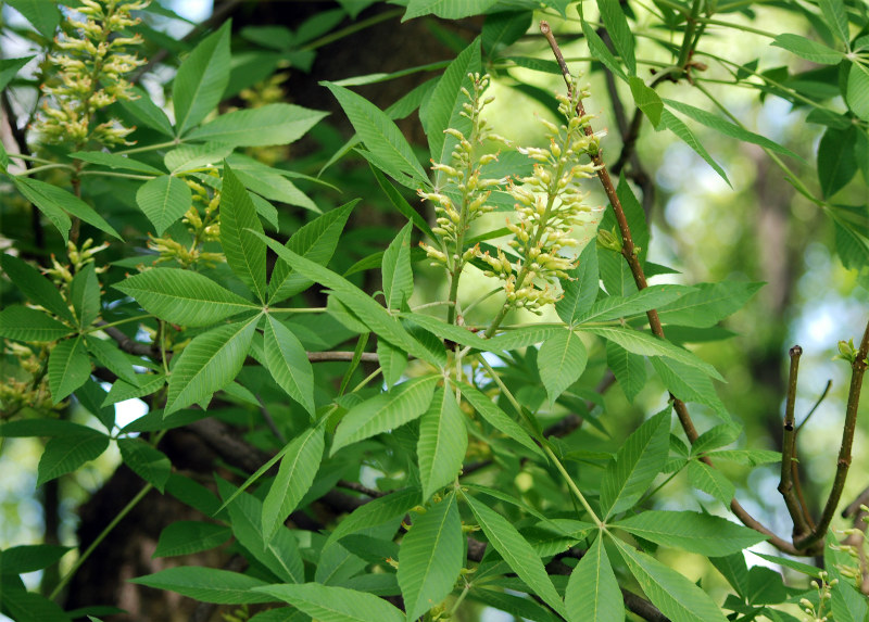 Изображение особи Aesculus glabra.