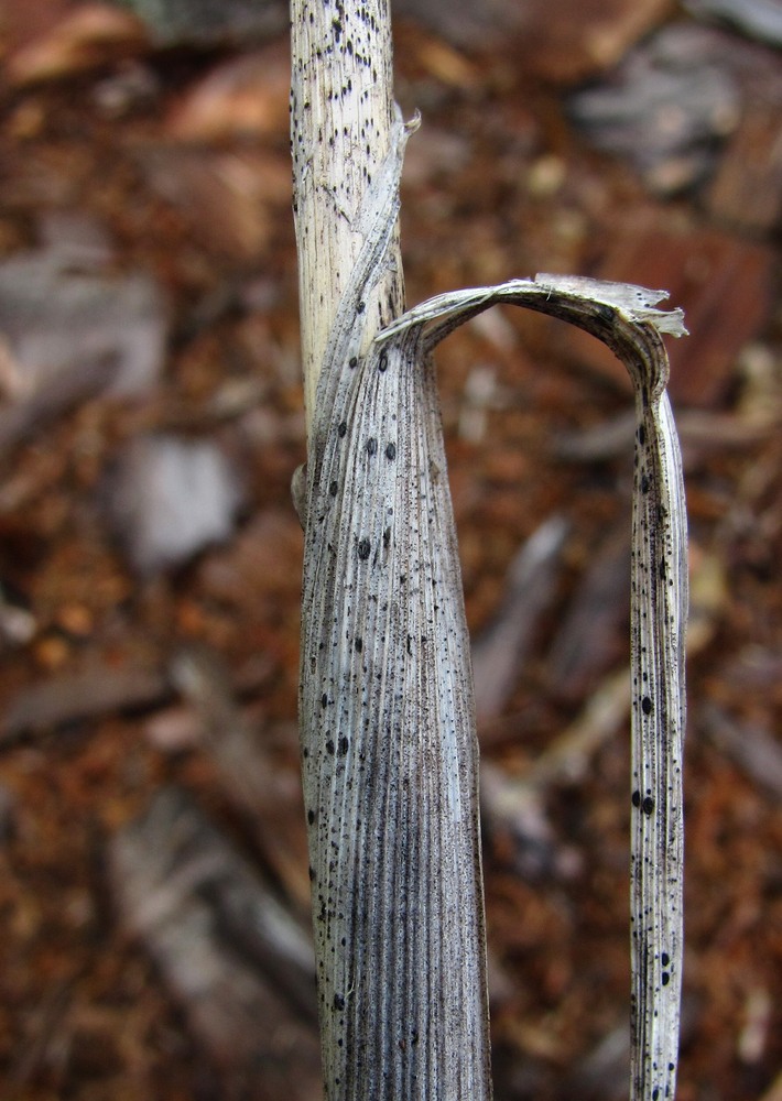 Image of Calamagrostis epigeios specimen.