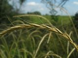 Elymus caninus