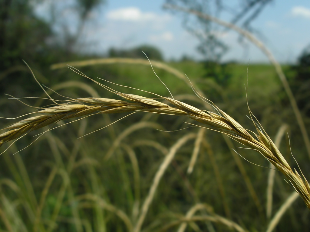 Изображение особи Elymus caninus.