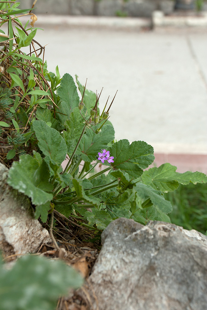 Изображение особи Erodium malacoides.