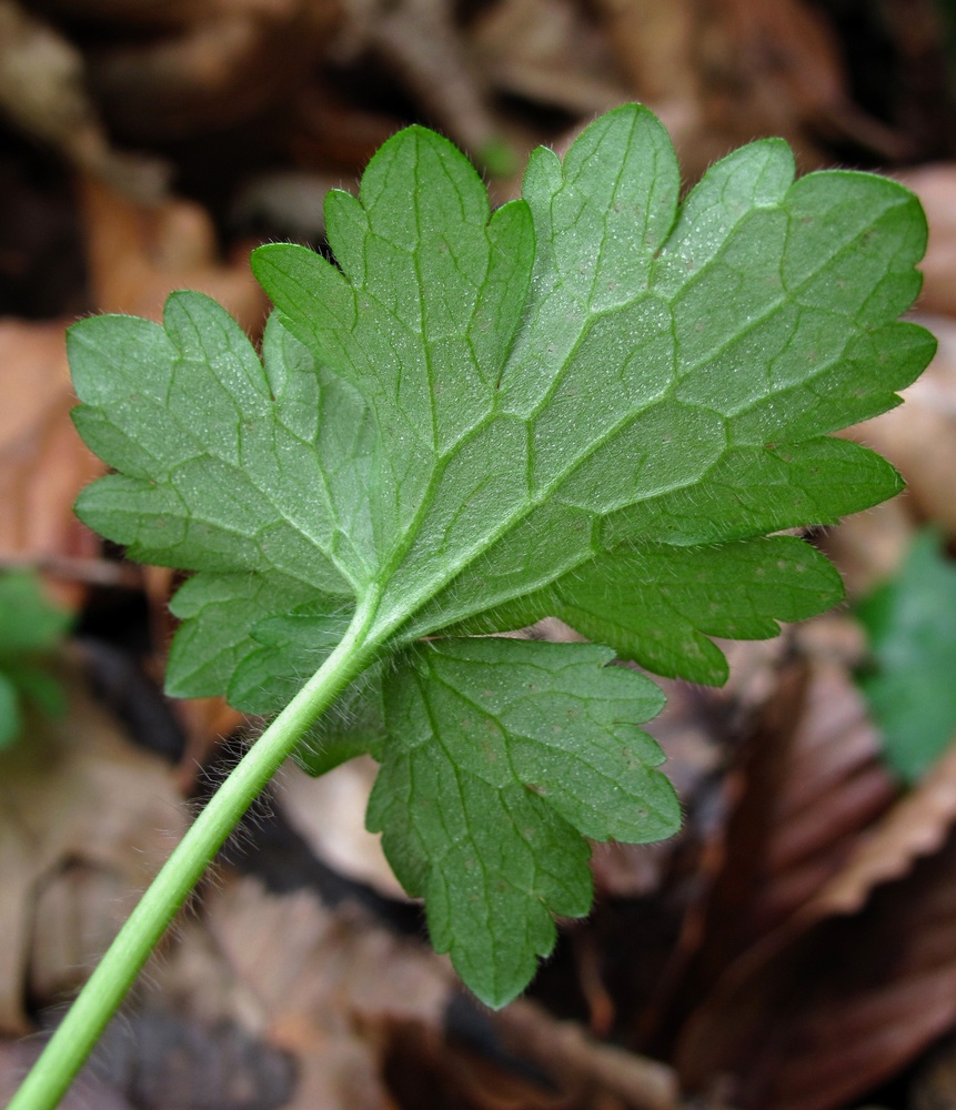 Image of Ranunculus grandiflorus specimen.