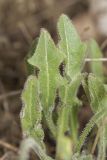 Leontodon biscutellifolius