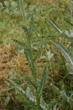 Carduus thoermeri
