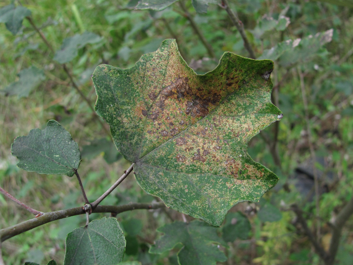 Image of Populus alba specimen.