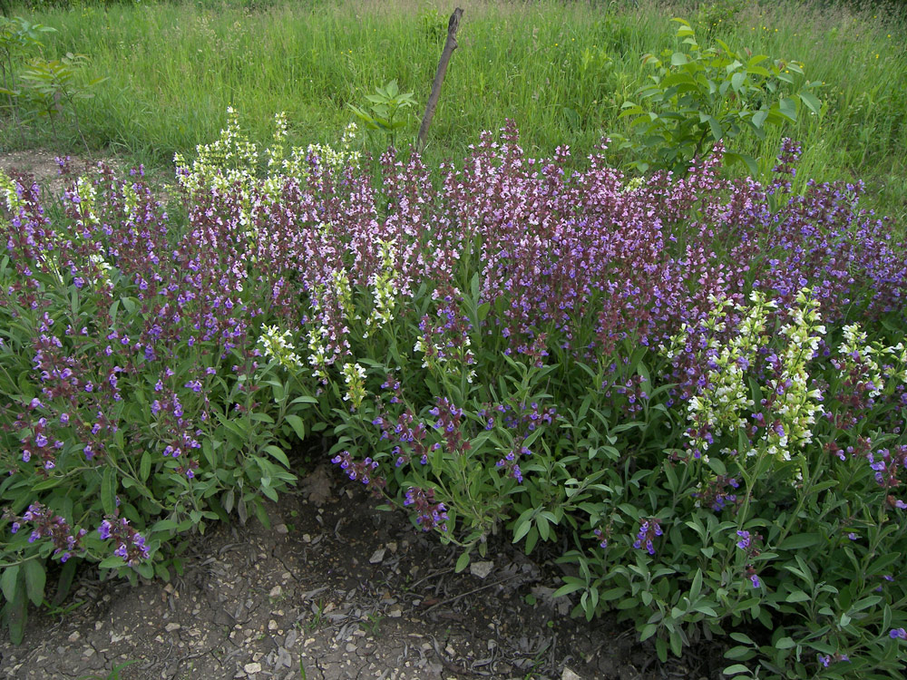 Image of Salvia officinalis specimen.