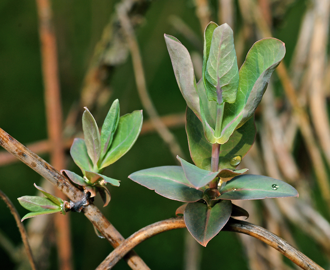 Image of genus Lonicera specimen.
