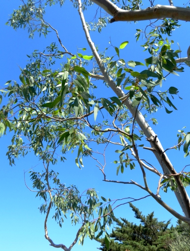 Image of genus Eucalyptus specimen.