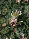 Astragalus polygala