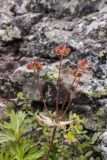 Anemonastrum biarmiense. Верхушка плодоносящего растения. Свердловская обл., Карпинский городской округ, гора Серебрянский Камень, зона горной тундры на выс. 900-1000 м н.у.м. 18.07.2015.