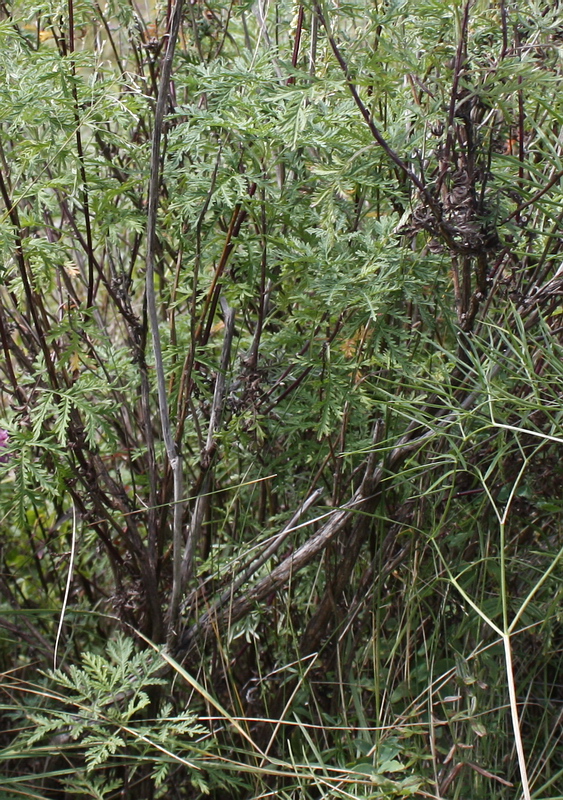 Image of Artemisia gmelinii specimen.