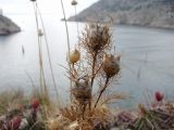 Nigella damascena