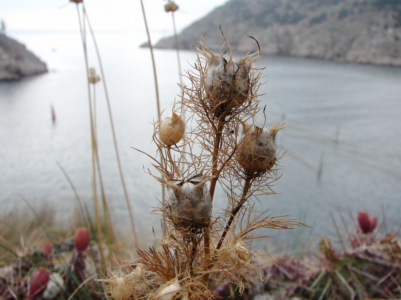 Image of Nigella damascena specimen.