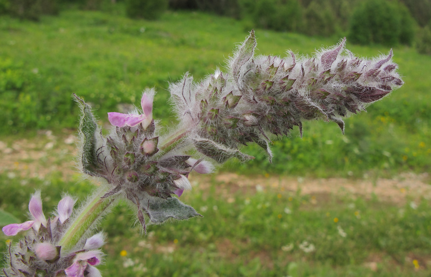 Изображение особи Stachys balansae.