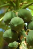 Carica papaya
