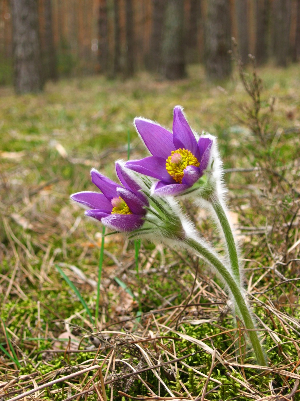 Image of Pulsatilla patens specimen.