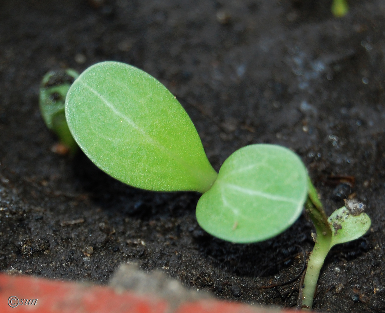 Image of Silybum marianum specimen.