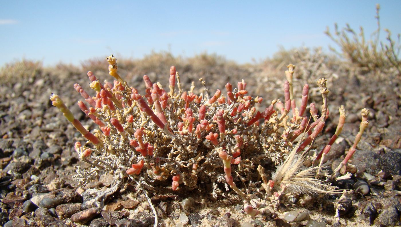 Image of genus Anabasis specimen.