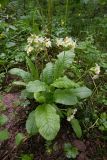 Primula pallasii