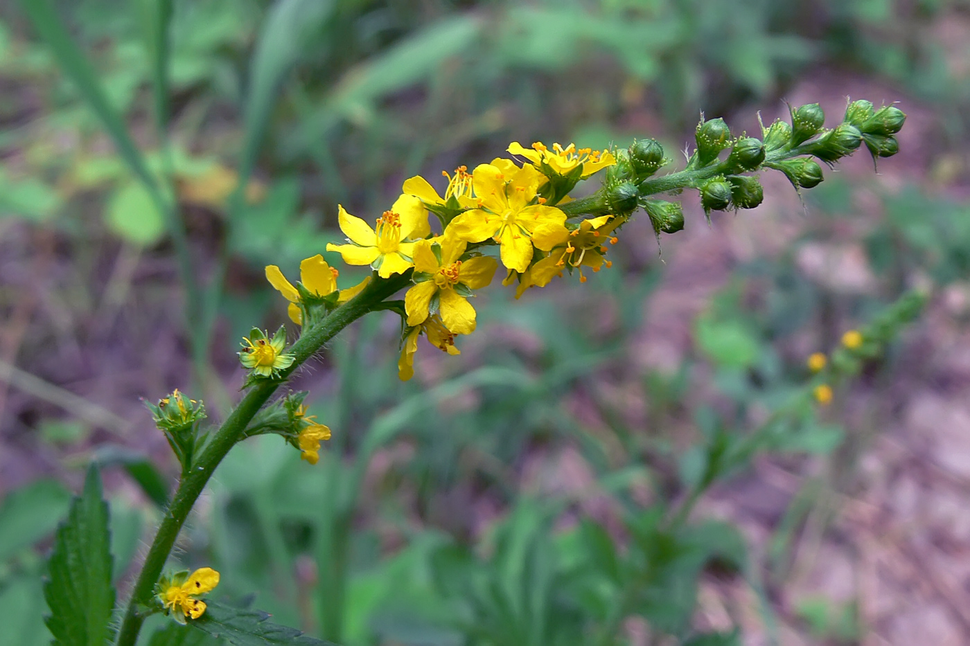 Image of Agrimonia pilosa specimen.
