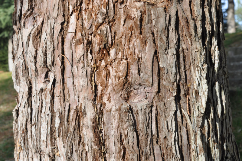 Изображение особи Sequoiadendron giganteum.