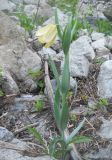 Fritillaria pallidiflora